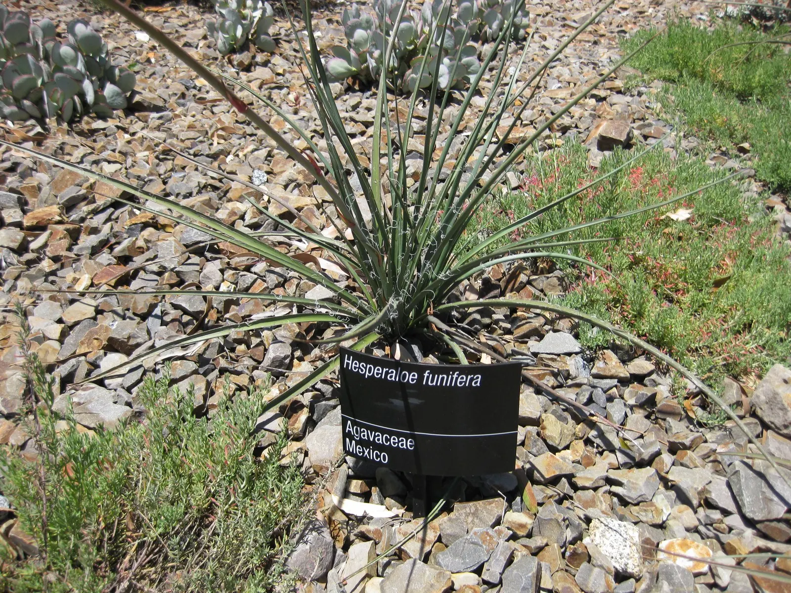 Giant Hesperaloe (Hesperaloe Funifera) — thriving in conditions that would challenge less hardy species