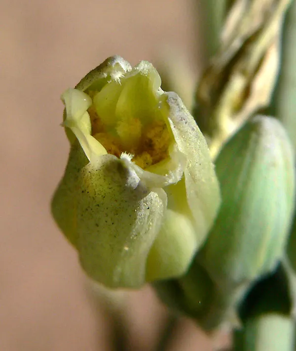 Giant Hesperaloe (Hesperaloe Funifera) — and it is an excellent choice for water-wise gardens.<br><br>From late spring to summer