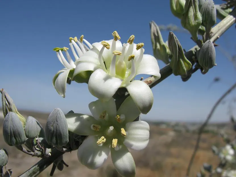 Giant Hesperaloe (Hesperaloe Funifera) — It is hardy in USDA Zones 7-11 and remains evergreen, providing year-round interest