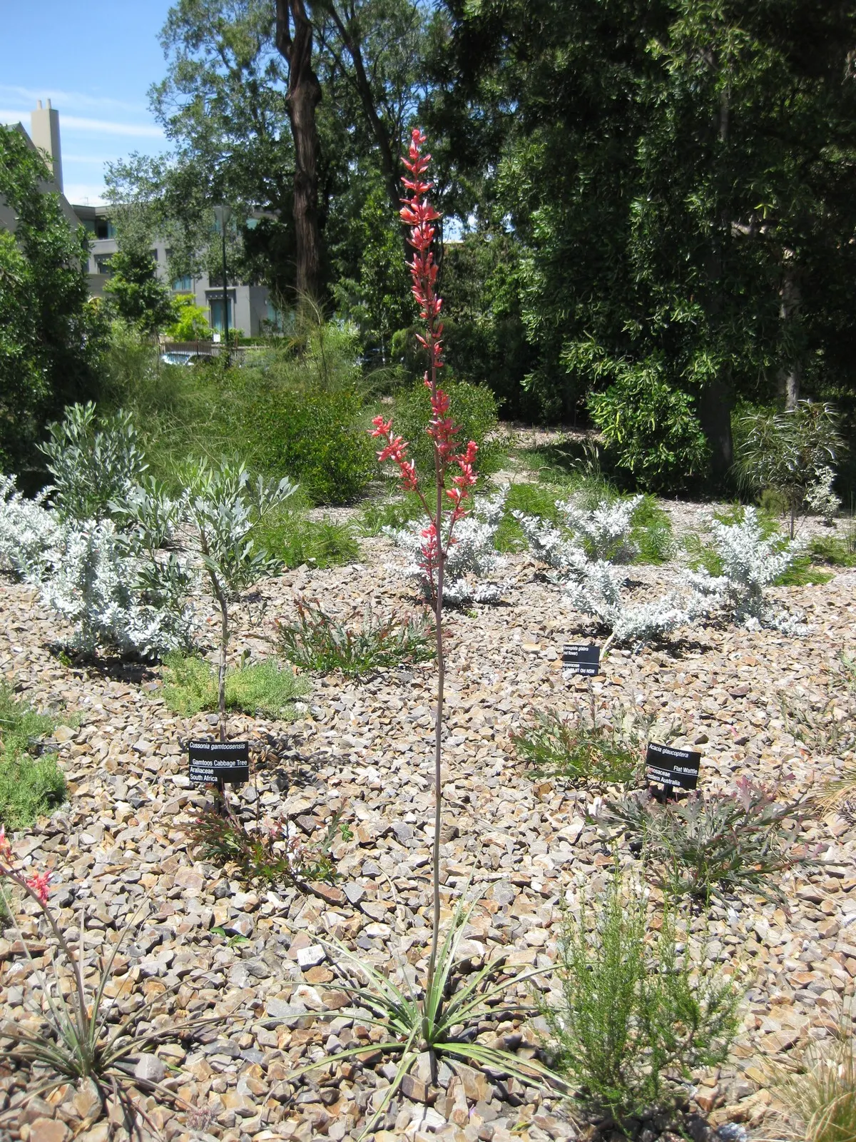 Giant Hesperaloe (Hesperaloe Funifera) — evoking a sense of rugged beauty synonymous with desert flora