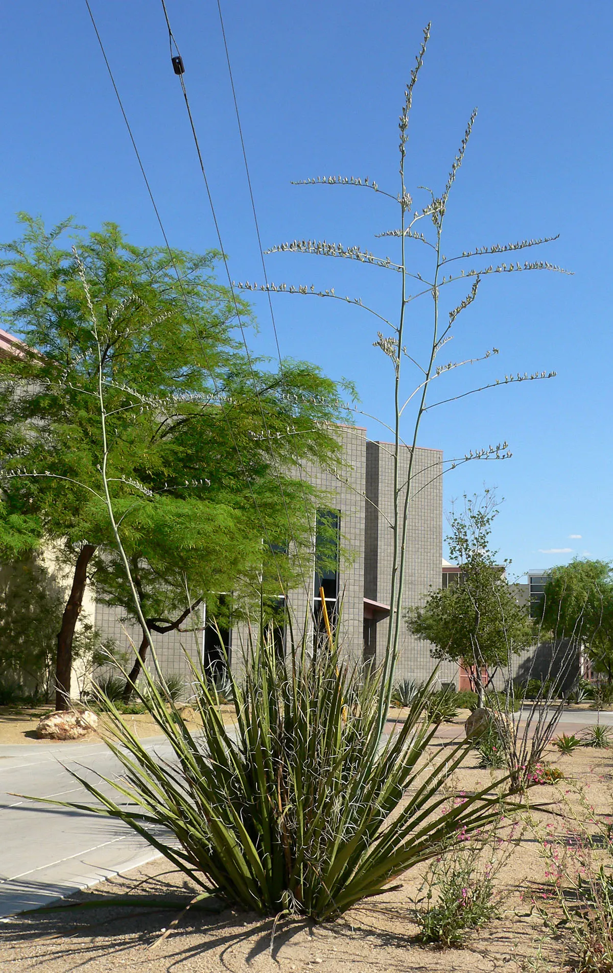 Giant Hesperaloe (Hesperaloe Funifera) — scientifically known as Hesperaloe funifera