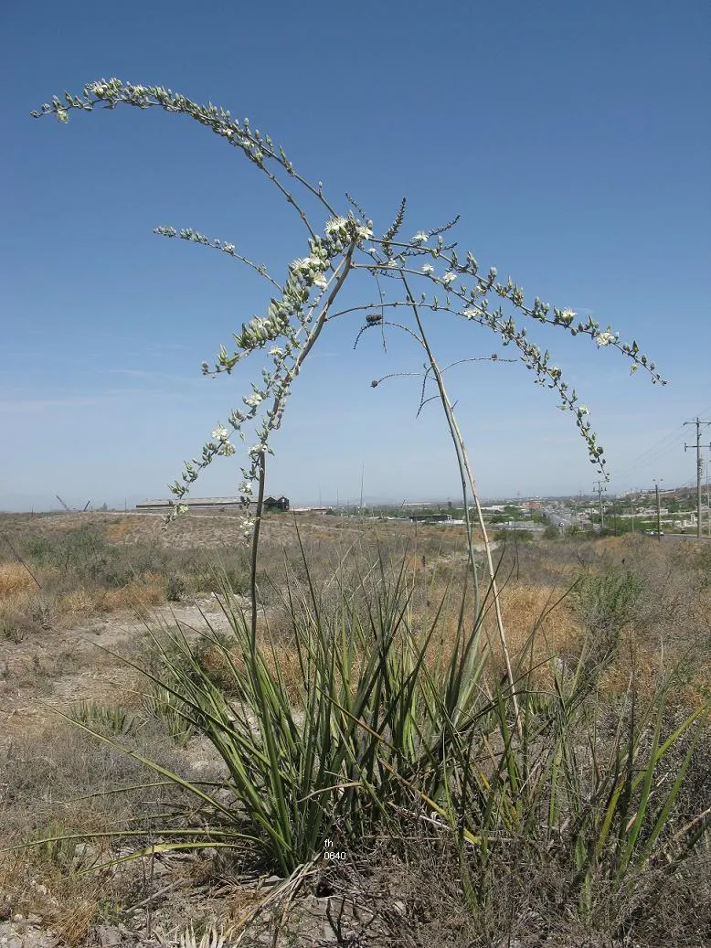 Giant Hesperaloe (Hesperaloe Funifera) — reaching lengths of 4 to 5 feet