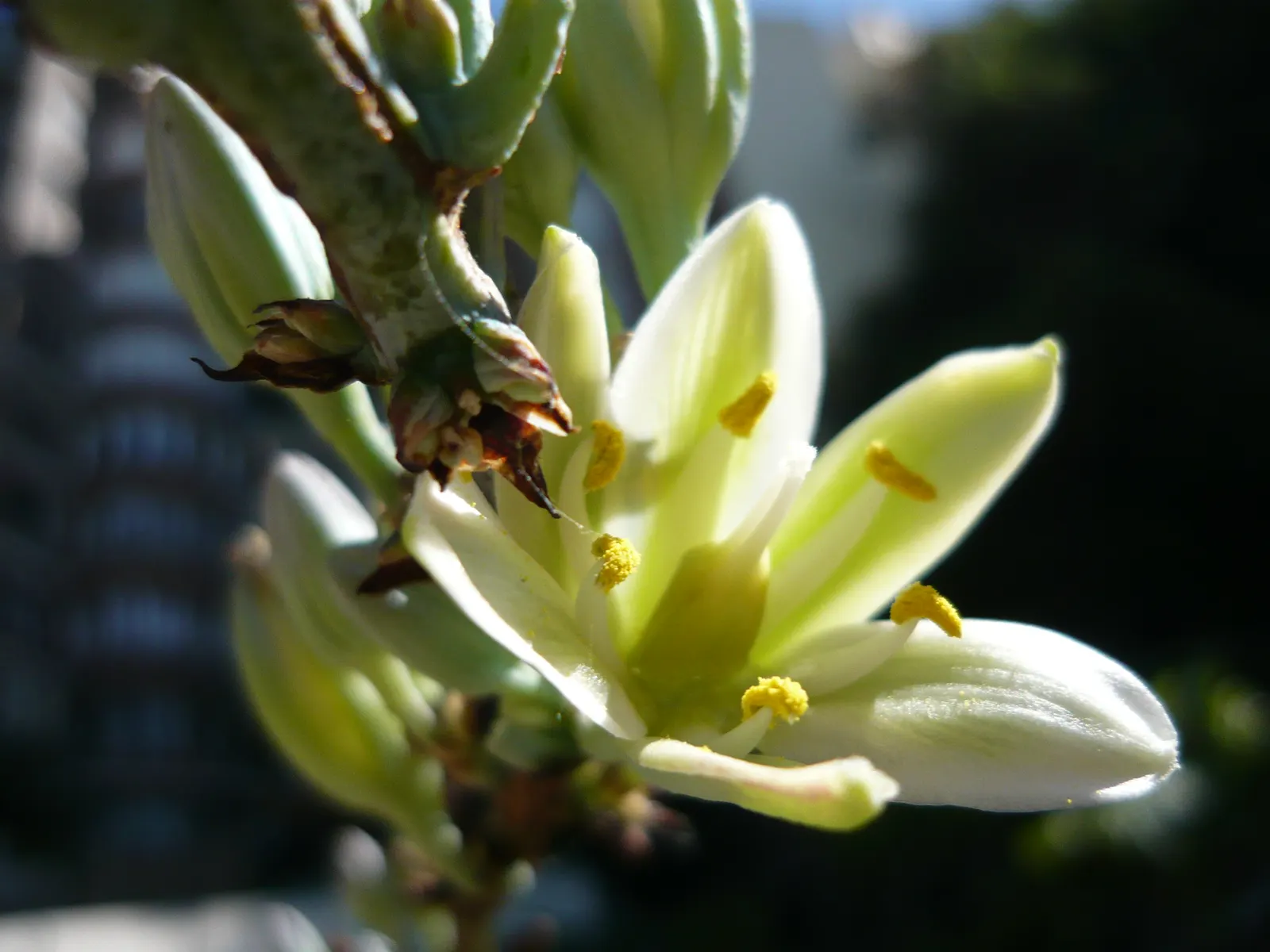 Giant Hesperaloe (Hesperaloe Funifera) — It is revered for its impressive height that can reach up to 5 to 6 feet tall with an equally wide spread