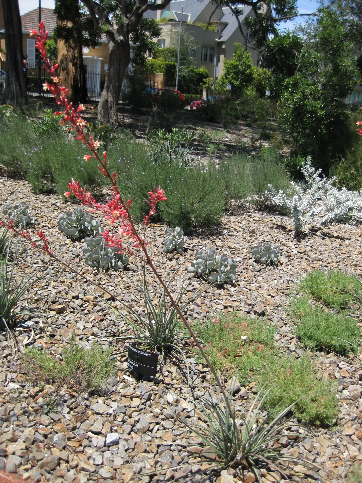 Giant Hesperaloe (Hesperaloe Funifera) — have a distinctive texture and are edged with curly filaments