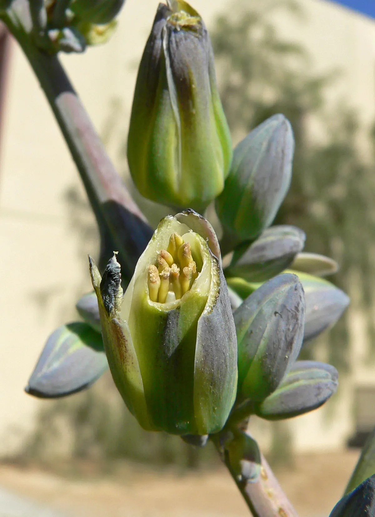 Giant Hesperaloe (Hesperaloe Funifera) — ideal for adding structure and interest to xeriscape gardens