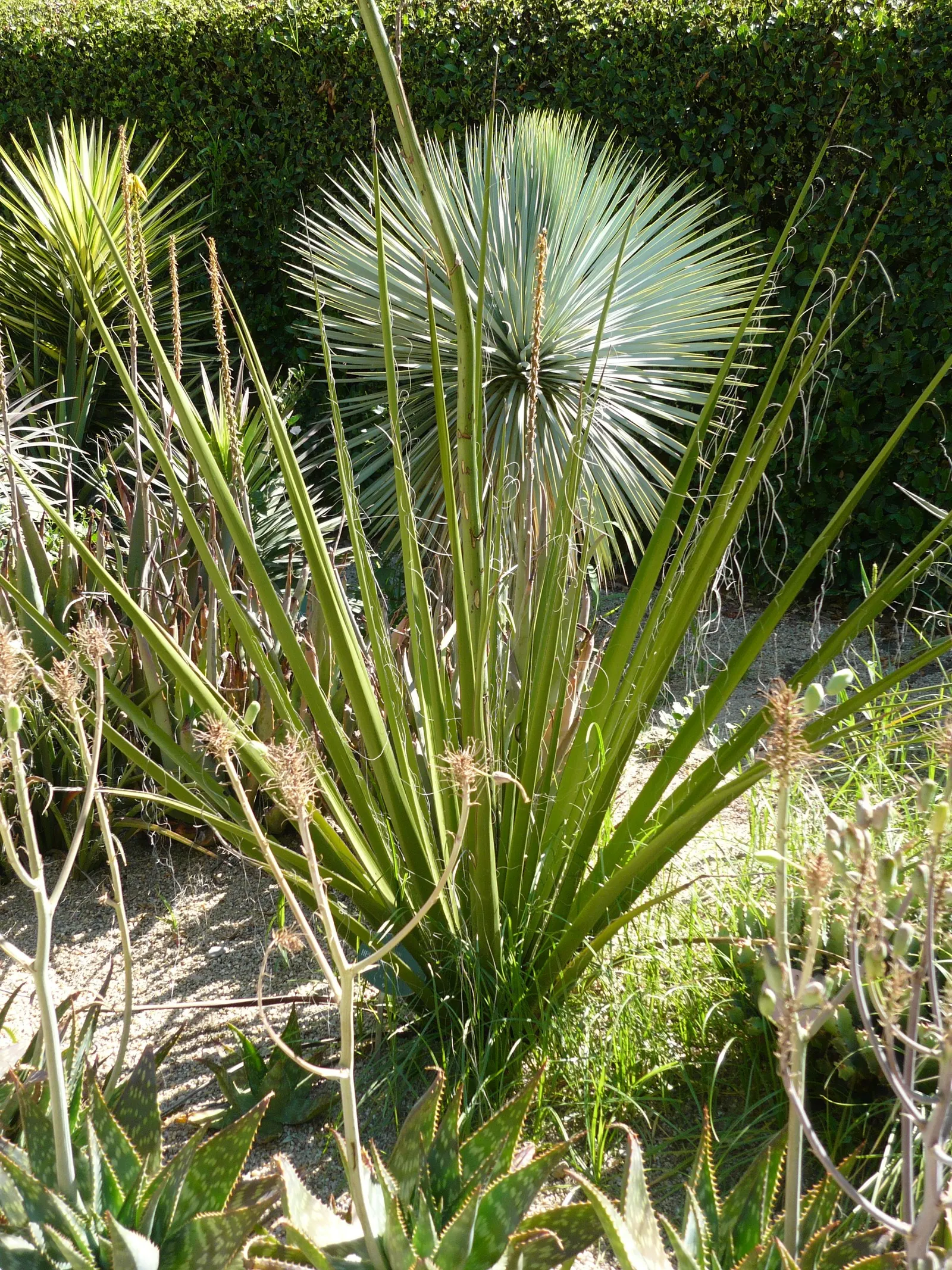 Giant Hesperaloe (Hesperaloe Funifera) — Growing 5-6 feet tall with an equal spread