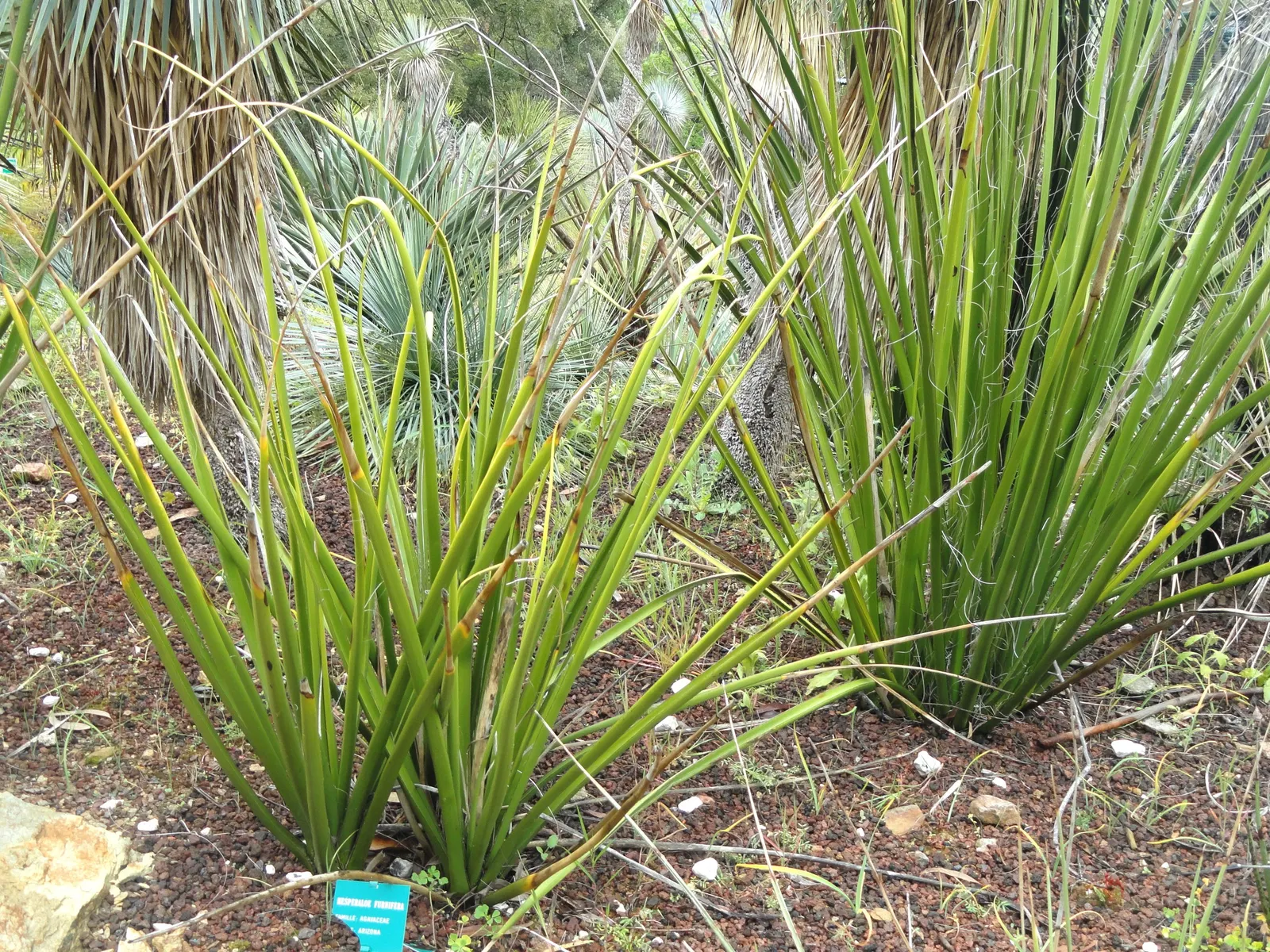 Giant Hesperaloe (Hesperaloe Funifera) — the Giant Hesperaloe is recognized for its drought tolerance