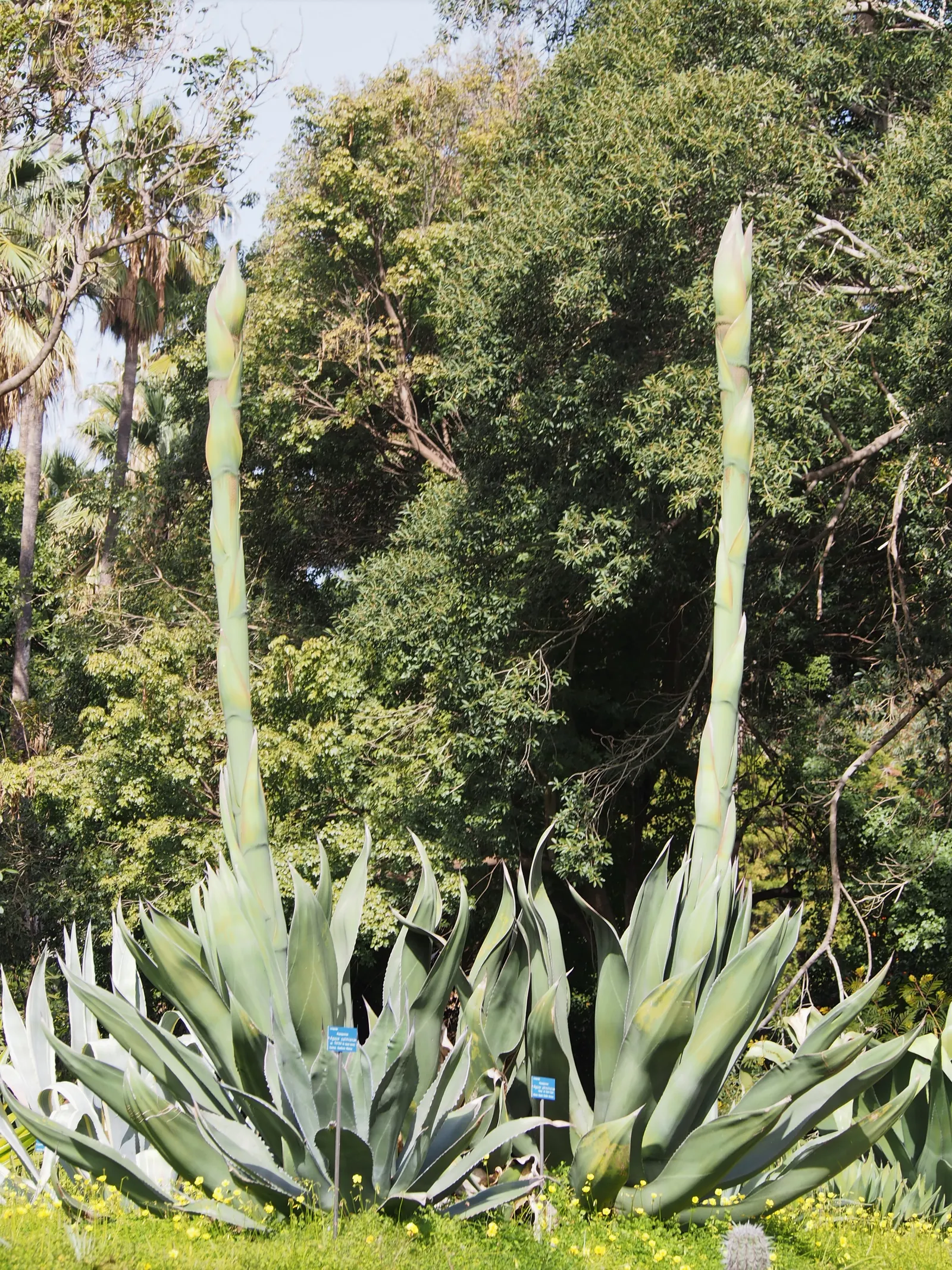 Nova Agave (Agave Celsii 'Nova') — commonly known as the Nova Agave; this drought-resistant plant prefers full sun and well-drained soil, requiring minimal