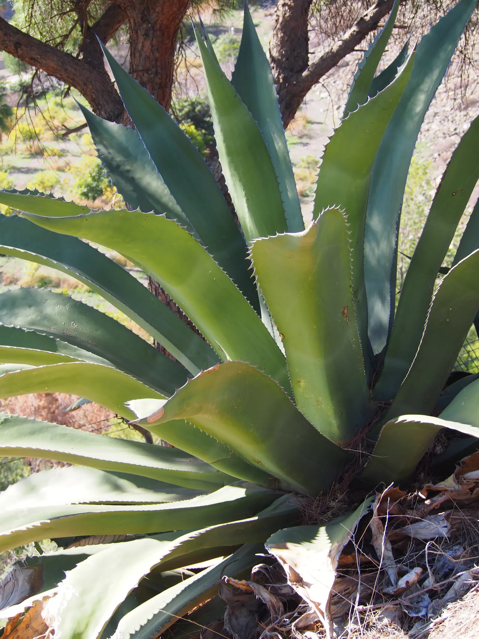 Nova Agave (Agave Celsii 'Nova') — the Nova Agave will produce a tall