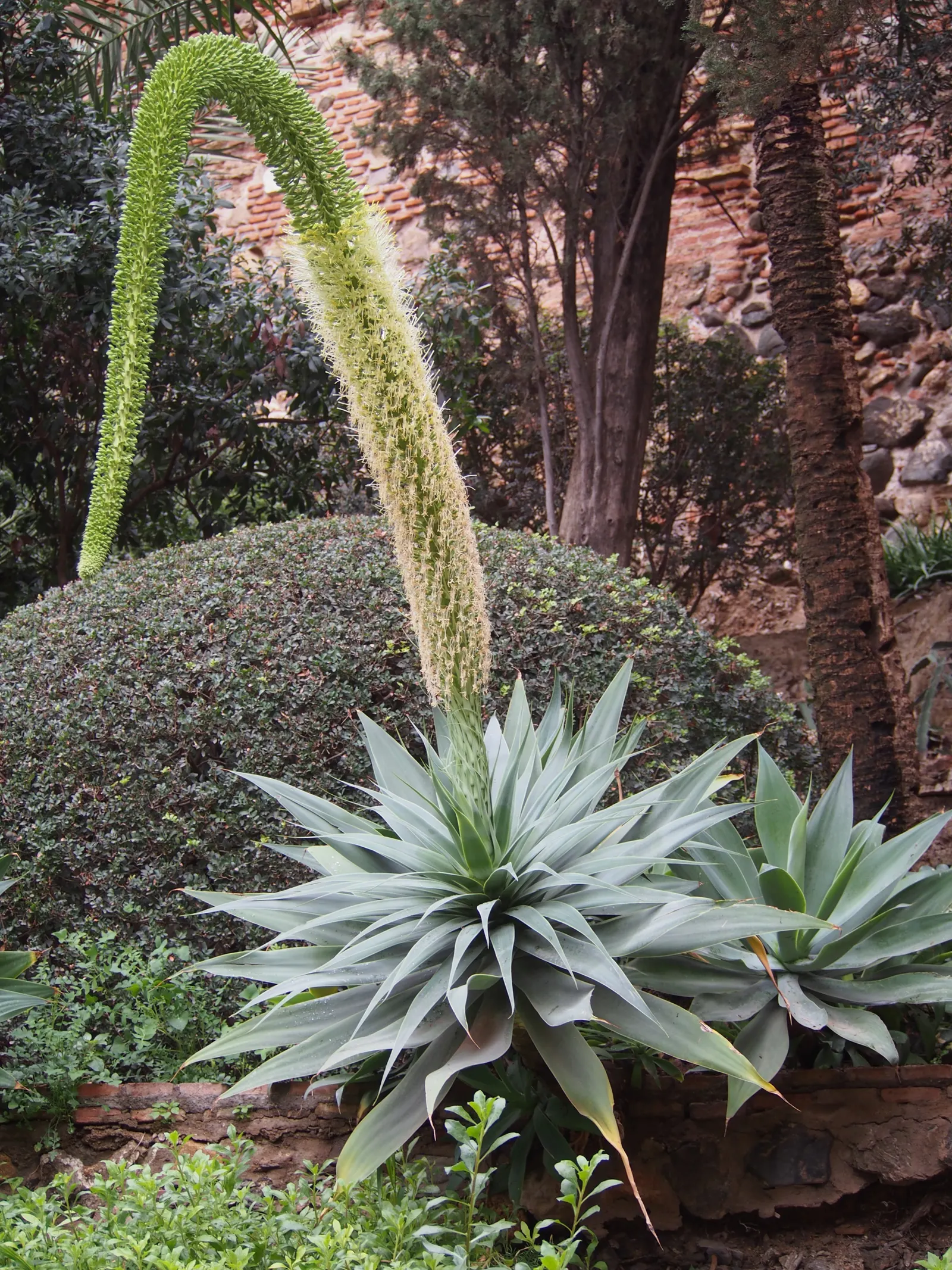 Nova Agave (Agave Celsii 'Nova') — is a striking and sculptural succulent that is prized for its bold foliage and rosette-forming habit