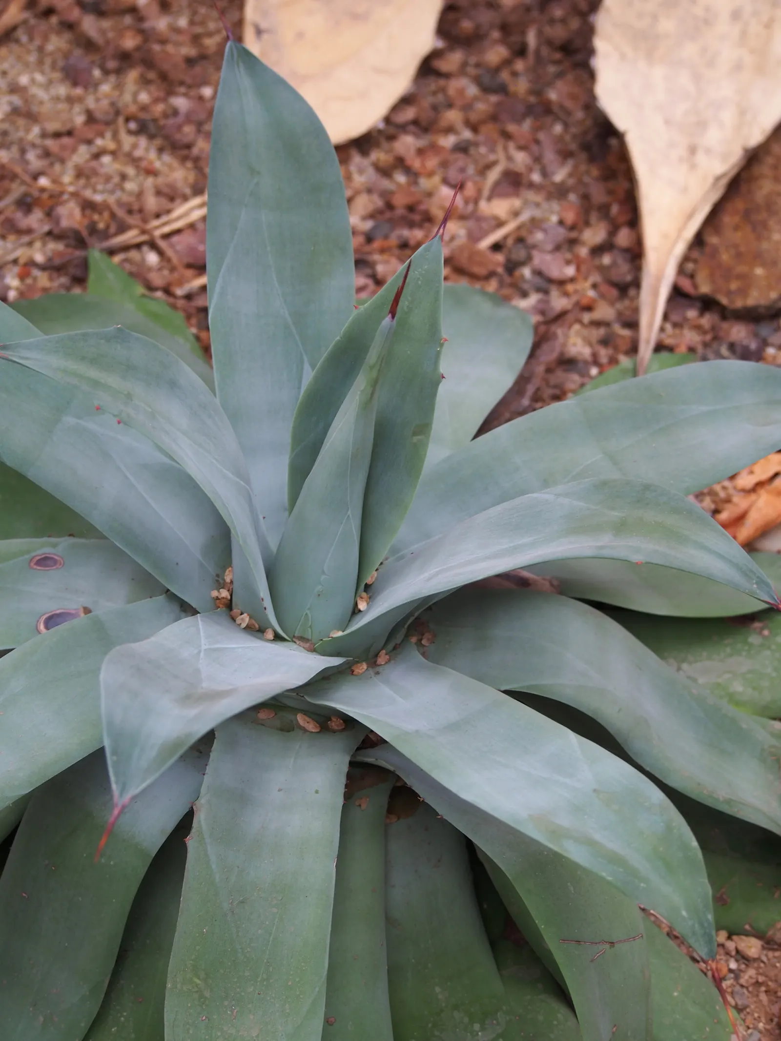 Nova Agave (Agave Celsii 'Nova') — commonly known as the Nova Agave
