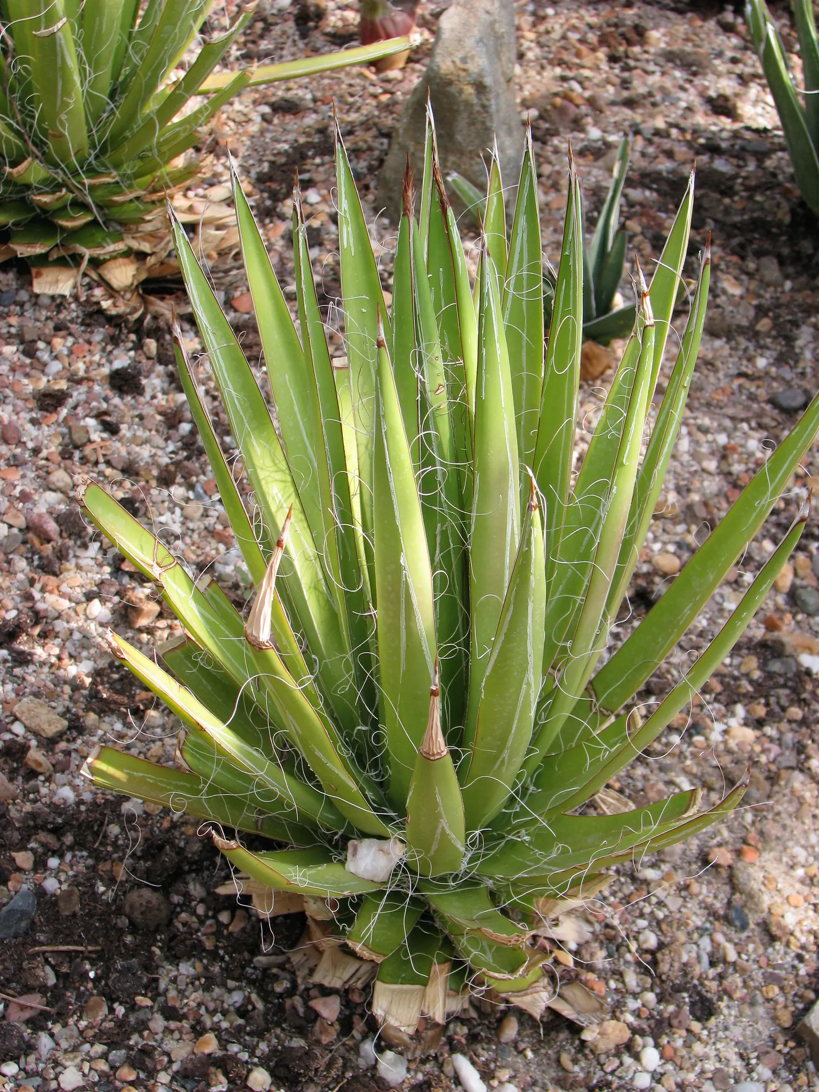 Nova Agave (Agave Celsii 'Nova') — succulent for full or half