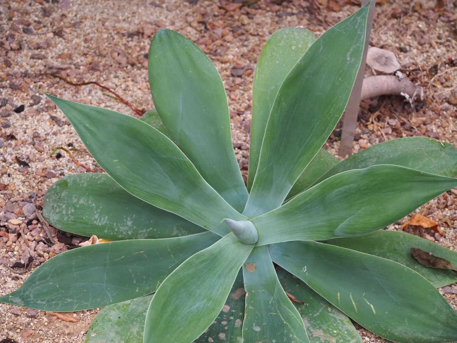 Nova Agave (Agave Celsii 'Nova') — This drought-resistant plant prefers full sun and well-drained soil, requiring minimal maintenance