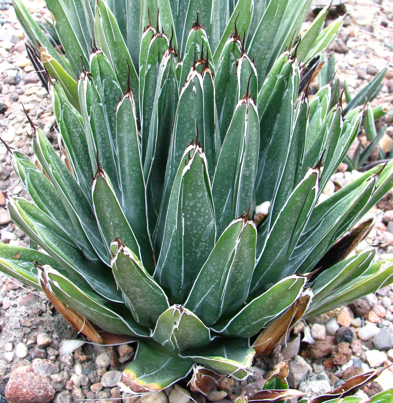 Nova Agave (Agave Celsii 'Nova') — It is hardy in USDA zones 8 through 11 and demonstrates good resistance to drought once established