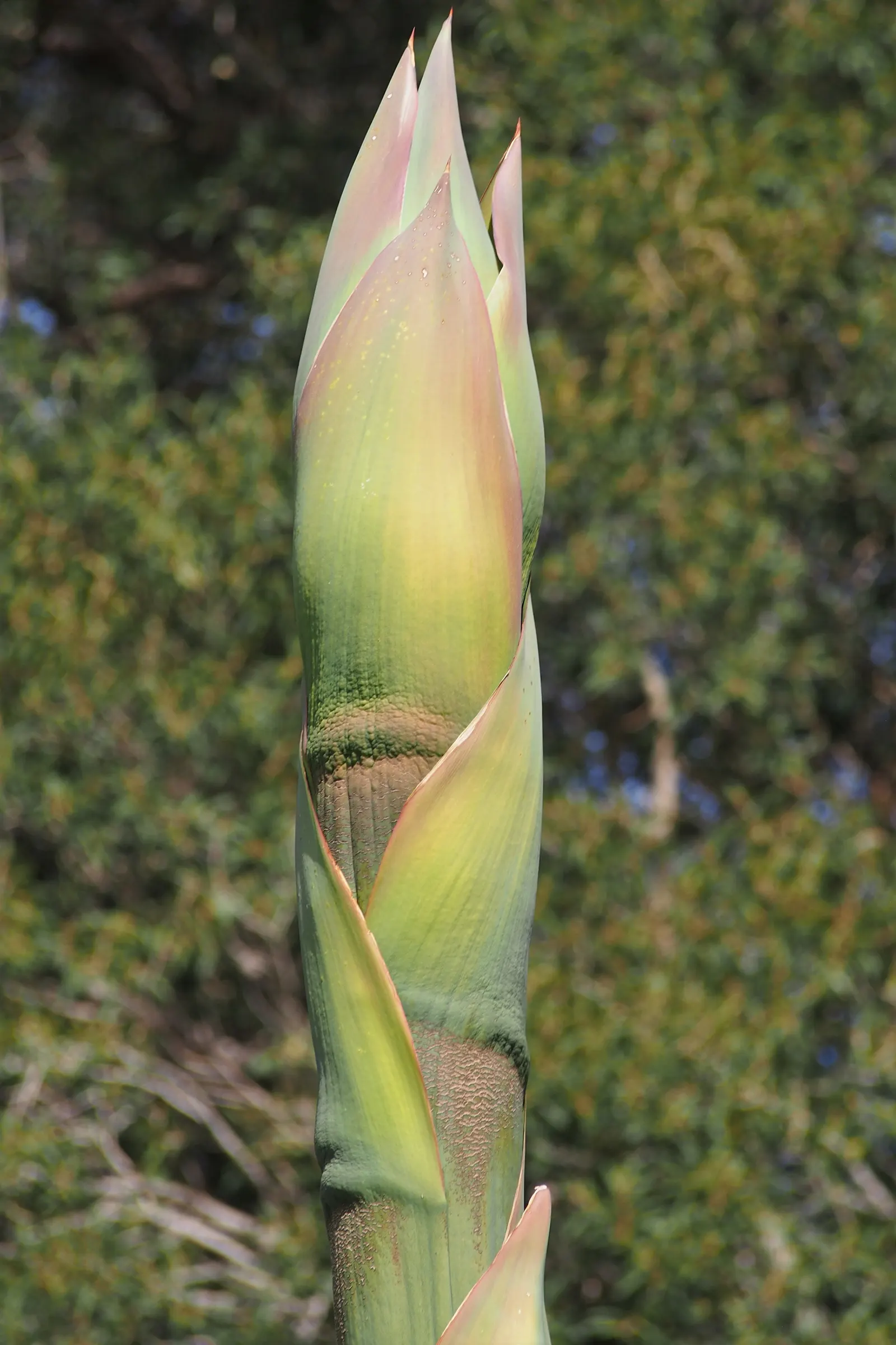 Nova Agave (Agave Celsii 'Nova') — making it a perfect focal point for rock gardens