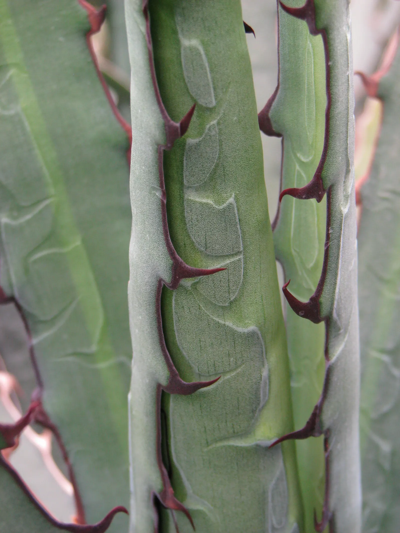 Nova Agave (Agave Celsii 'Nova') — These leaves are lined with finely serrated edges and terminate in a sharp point