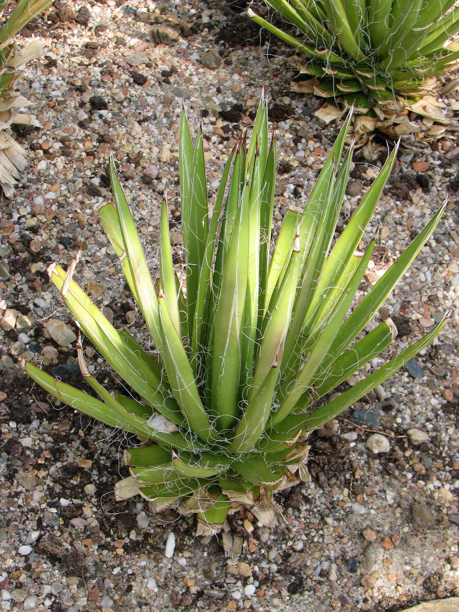 Nova Agave (Agave Celsii 'Nova') — it remains a low-maintenance and show-stopping addition to any landscape design