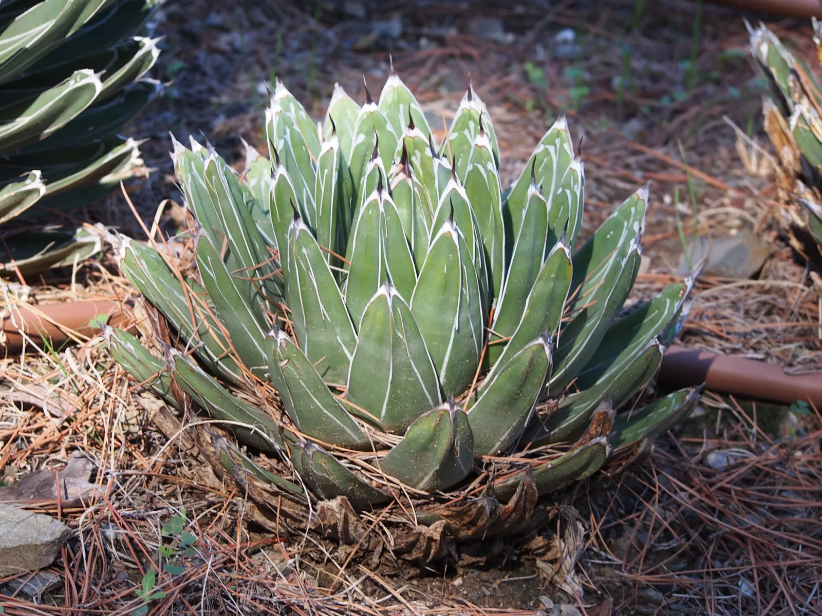 Nova Agave (Agave Celsii 'Nova') — Ideal for xeriscaping, its bold silhouette adds a dramatic touch to rock gardens and desert-themed landscapes