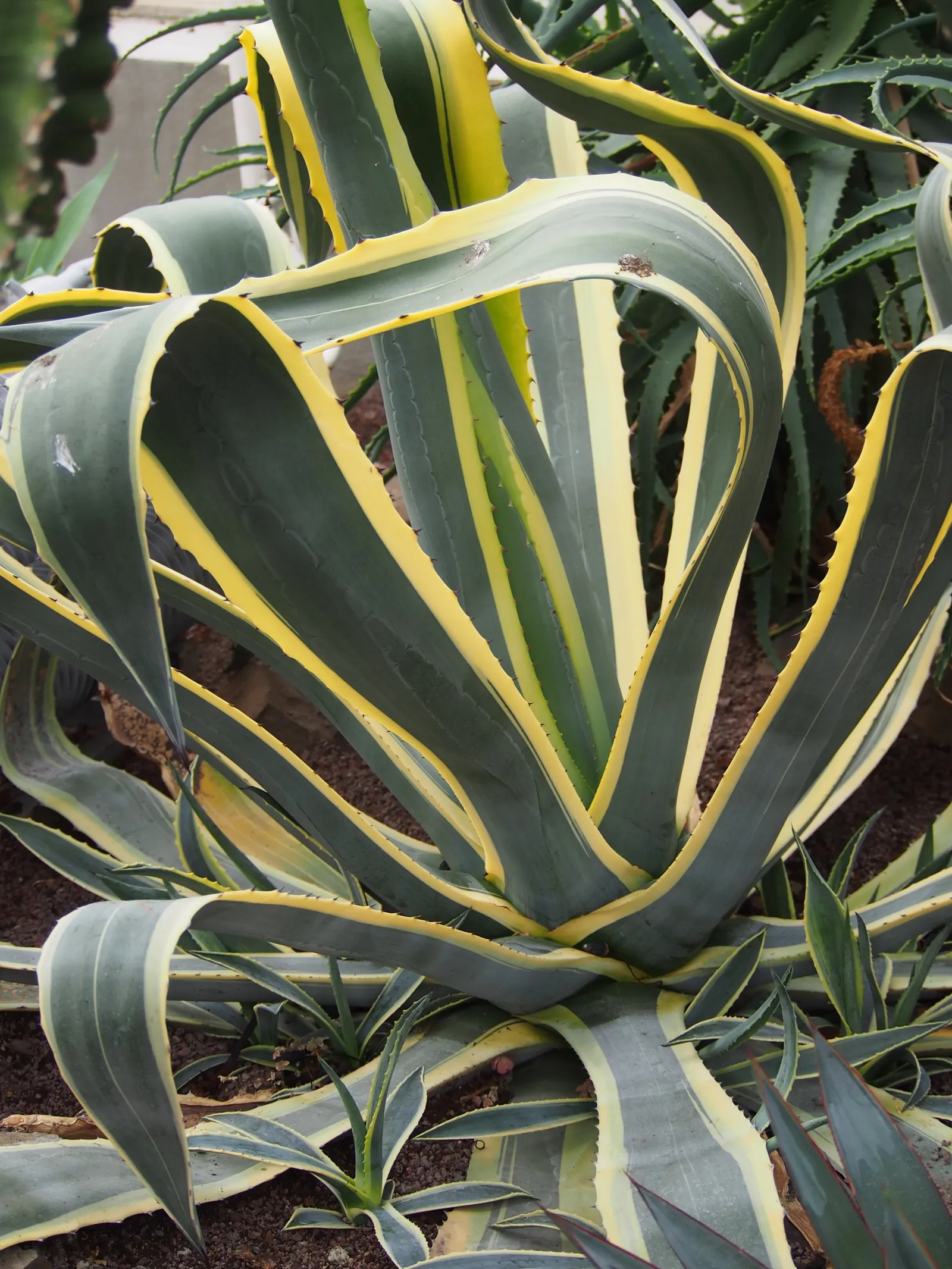 Nova Agave (Agave Celsii 'Nova') — commonly referred to as the Nova Agave