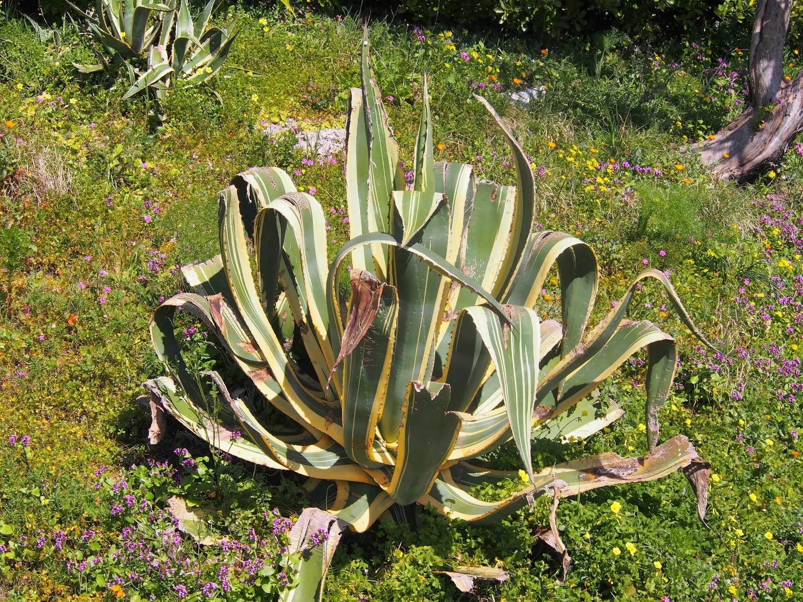 Nova Agave (Agave Celsii 'Nova') — requiring minimal watering.<br><br>Occasionally