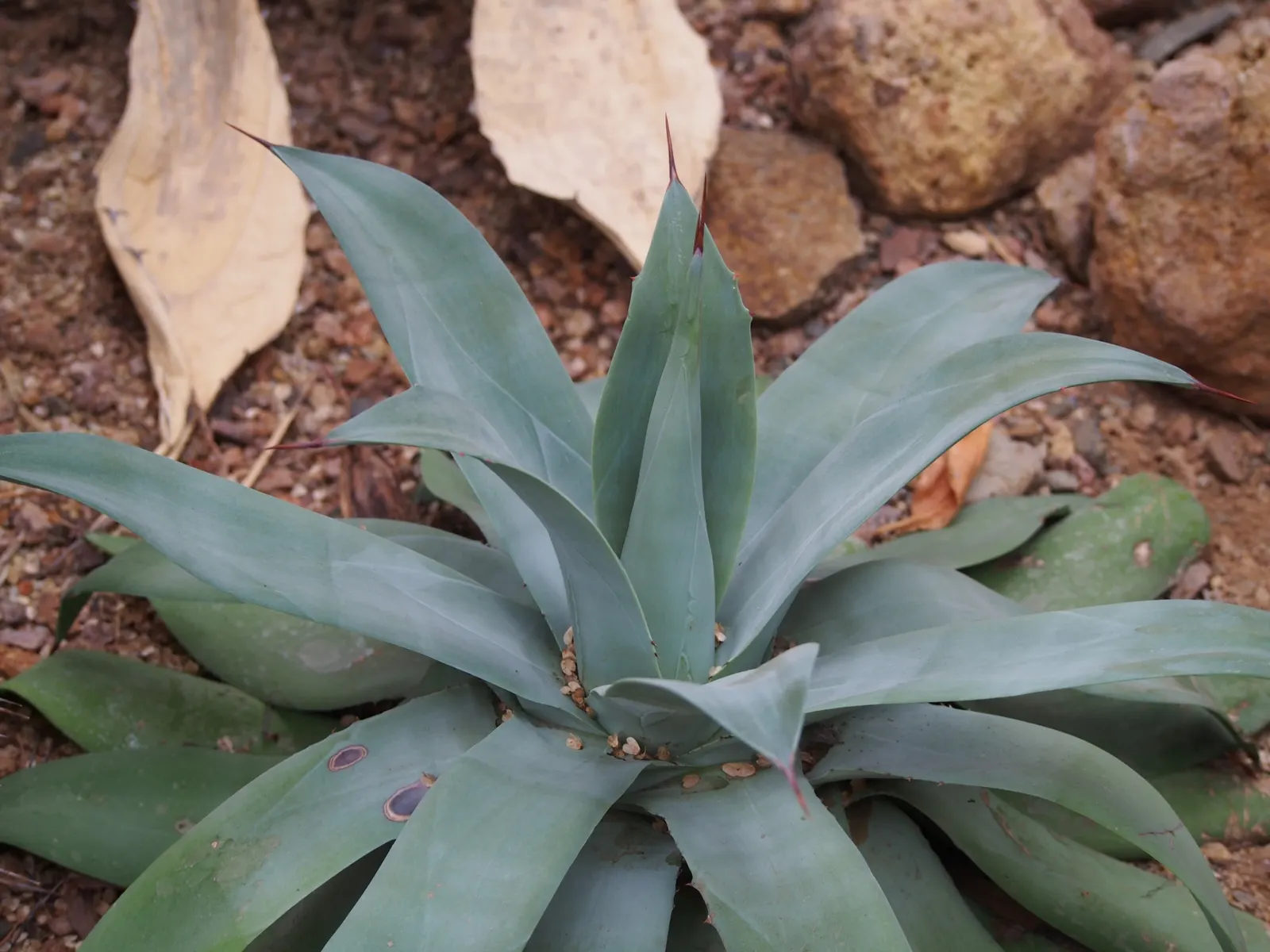 Nova Agave (Agave Celsii 'Nova') — is a striking succulent that forms rosettes up to 2 feet tall and 3 feet wide