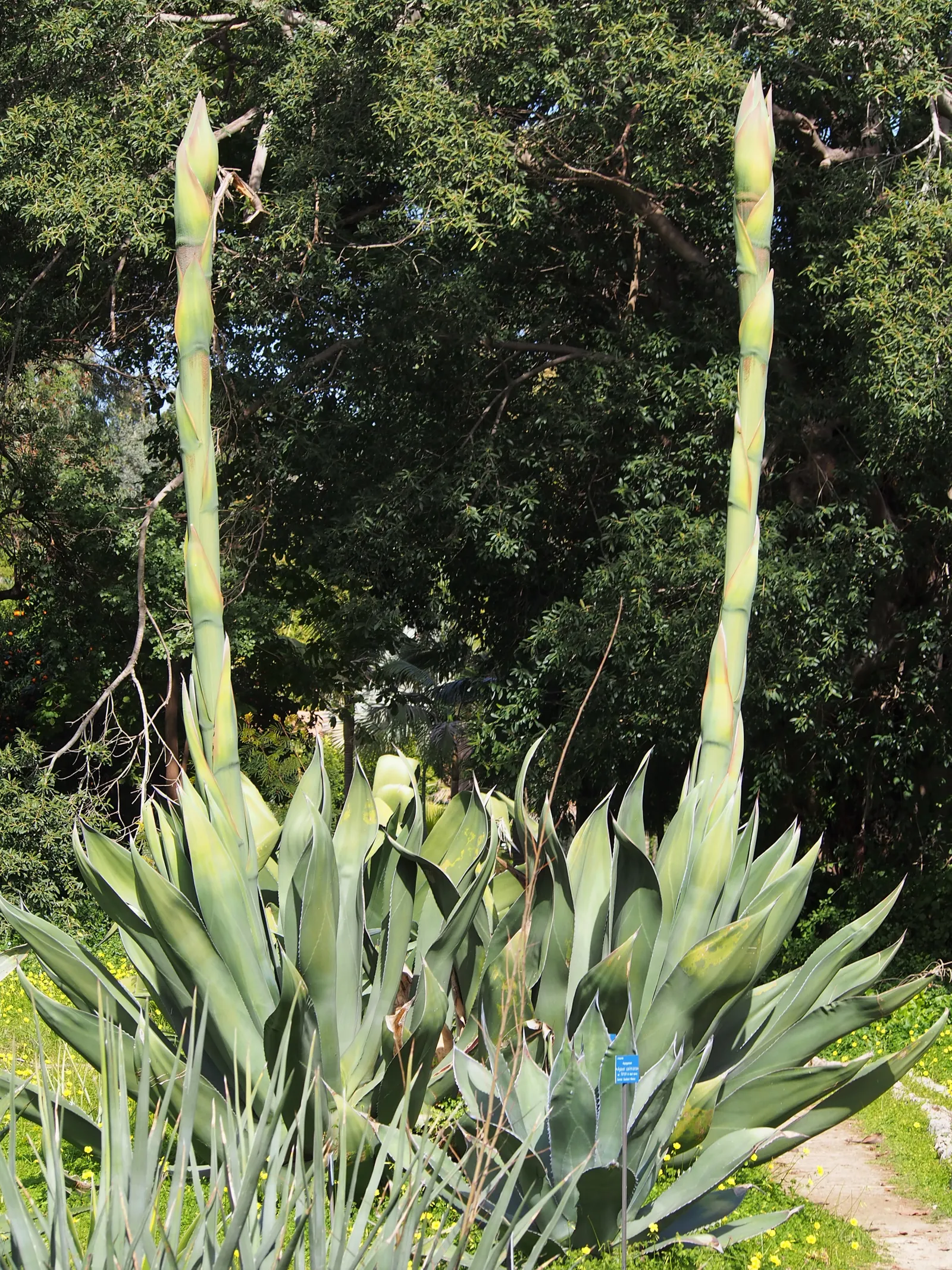 Nova Agave (Agave Celsii 'Nova') — dramatic flower spike that signifies the end of its life cycle