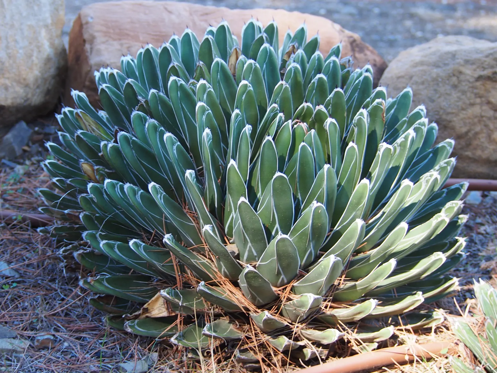 Nova Agave (Agave Celsii 'Nova') — providing year-round visual interest with minimal care requirements
