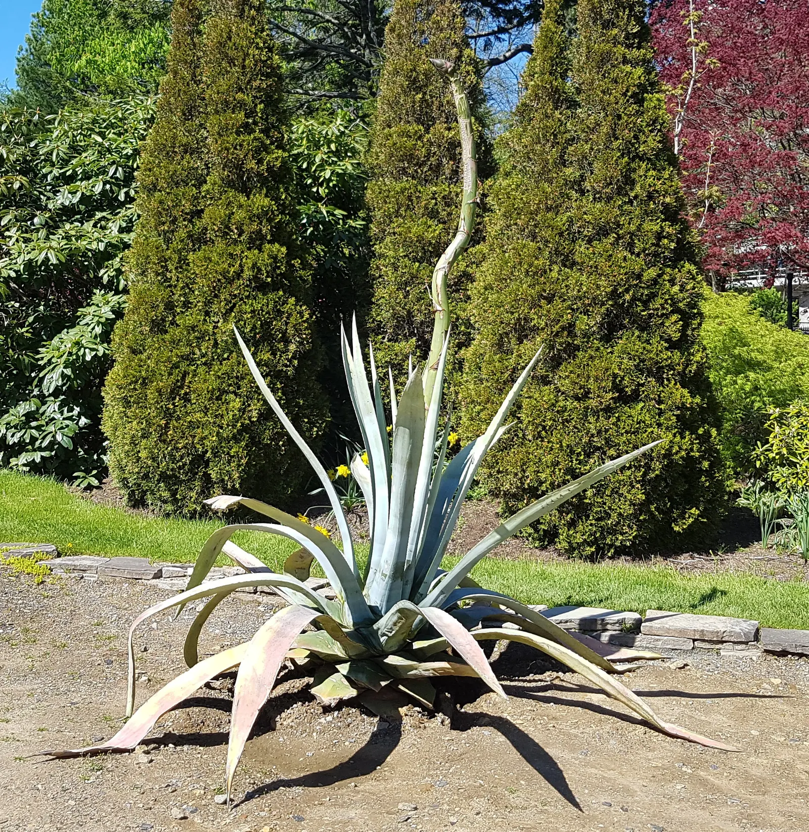 Nova Agave (Agave Celsii 'Nova') — The Nova Agave appreciates full sun to partial shade, thriving in well-drained soils