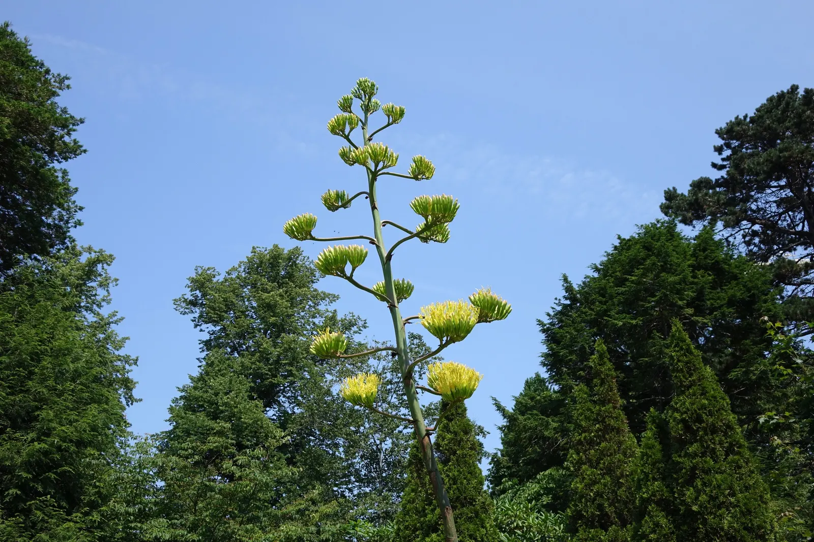 Nova Agave (Agave Celsii 'Nova') — or as a specimen in decorative pots