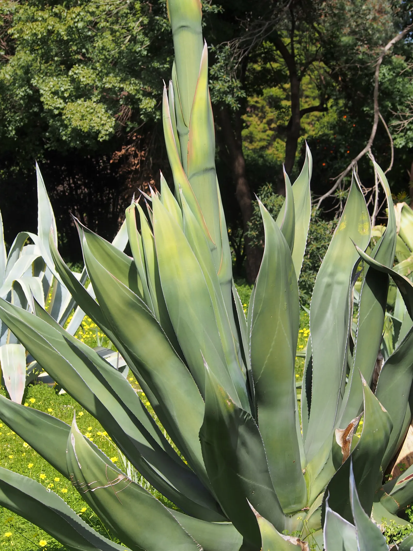 Nova Agave (Agave Celsii 'Nova') — The leaves gracefully arch outwards from a central rosette, creating a symmetrical pattern