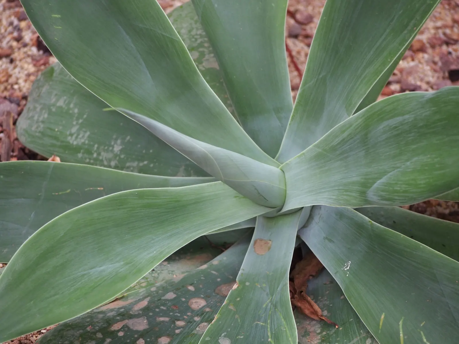 Nova Agave (Agave Celsii 'Nova') — Its broad, silvery-blue leaves are accentuated by soft spines
