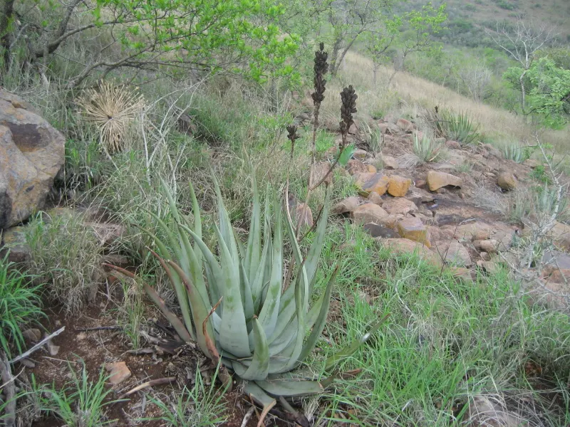 Tweekleur-Aalwyn (Aloe Cryptopoda) — thrives in USDA zones 9-11