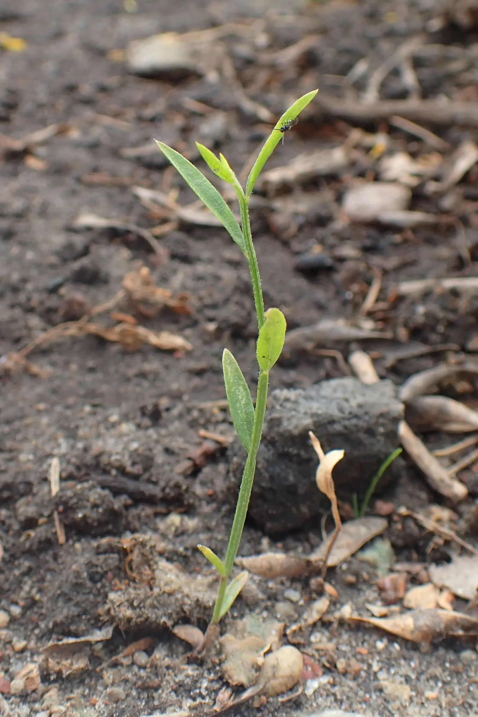 Woadwaxen (Genista Lydia) — Hardy in USDA Zones 5 through 8; its fine-textured foliage adorns arching branches