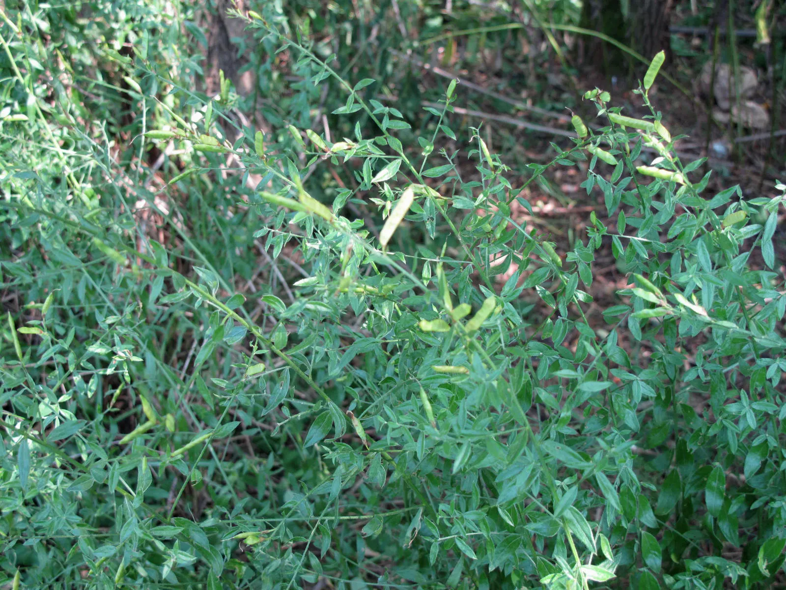 Woadwaxen (Genista Lydia) — providing lasting visual interest throughout the growing season.<br><br>Requiring full sun to thrive