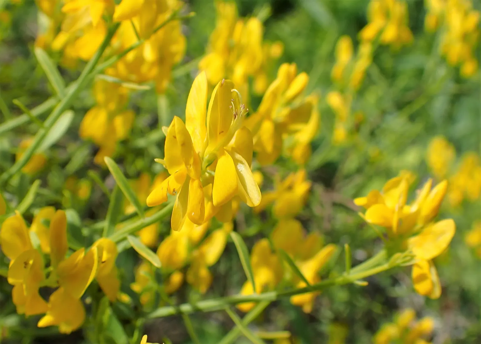 Woadwaxen (Genista Lydia) — scientifically known as Genista lydia; though well-drained soil is preferable, image 63