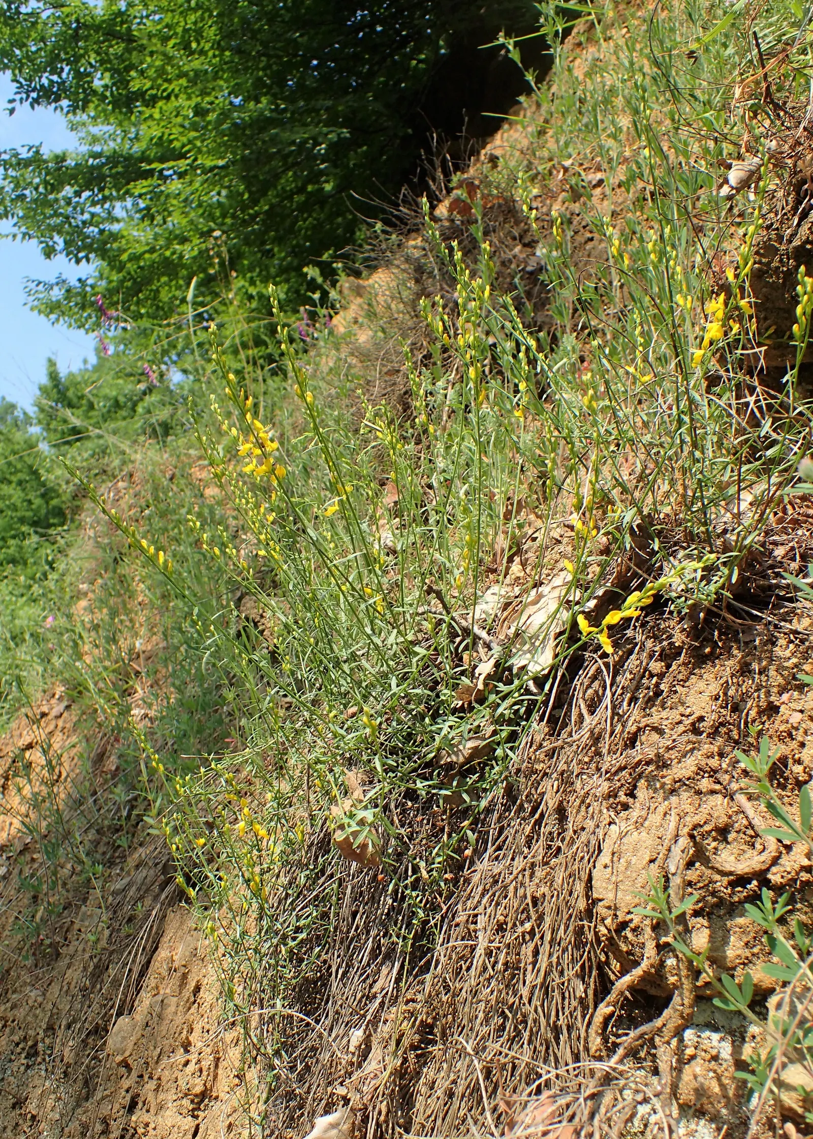 Woadwaxen (Genista Lydia) — Hardy, drought-tolerant, and low-maintenance, it adds a splash of color with minimal care