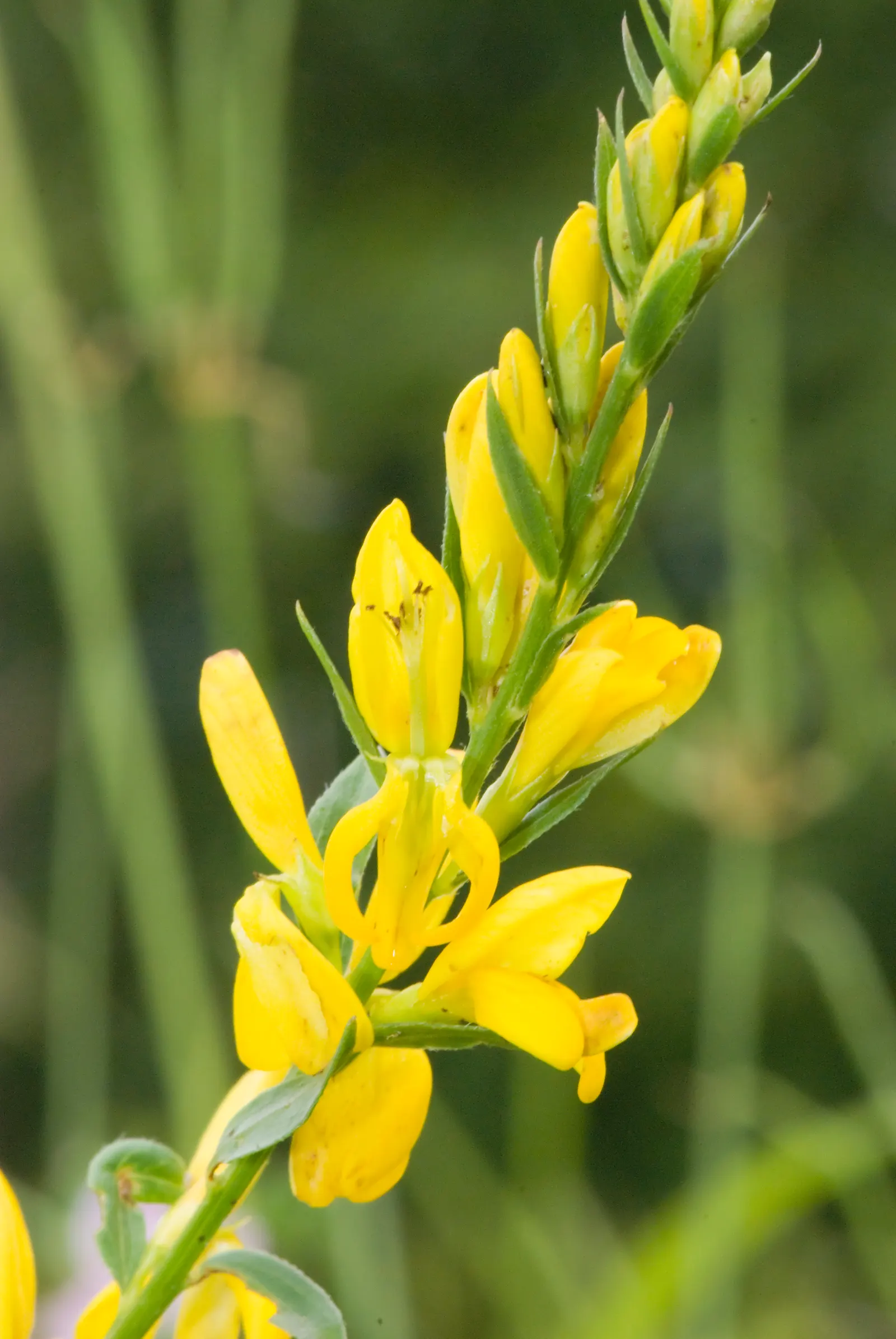 Woadwaxen (Genista Lydia) — creating a low-mounded form
