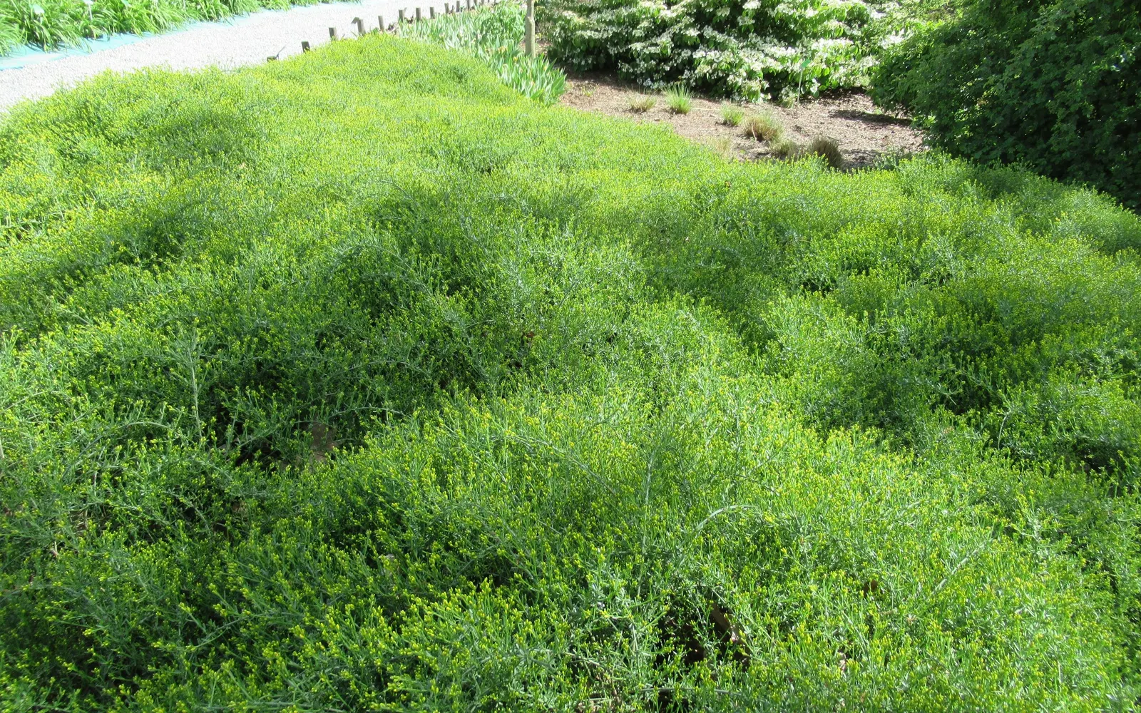 Woadwaxen (Genista Lydia) — Genista lydia adapts well to a wide range of soil types
