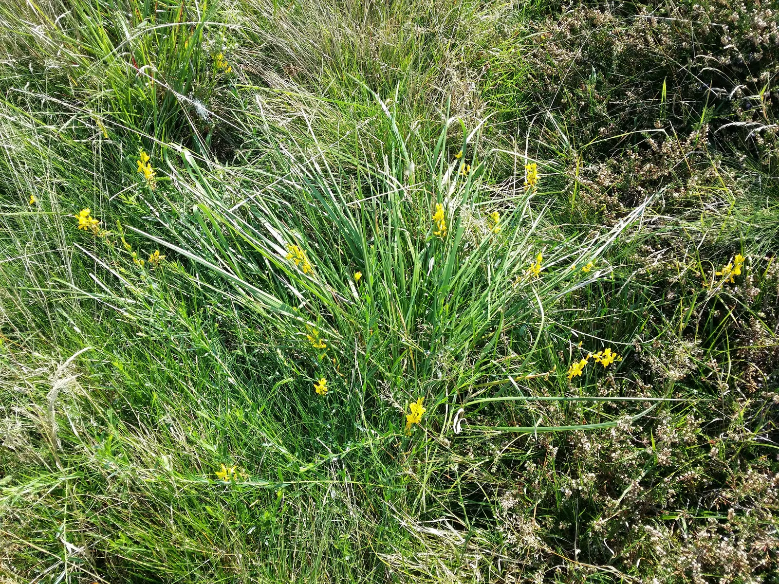 Woadwaxen (Genista Lydia) — prefers full sun and well-drained soil; though well-drained soil is preferable, image 59