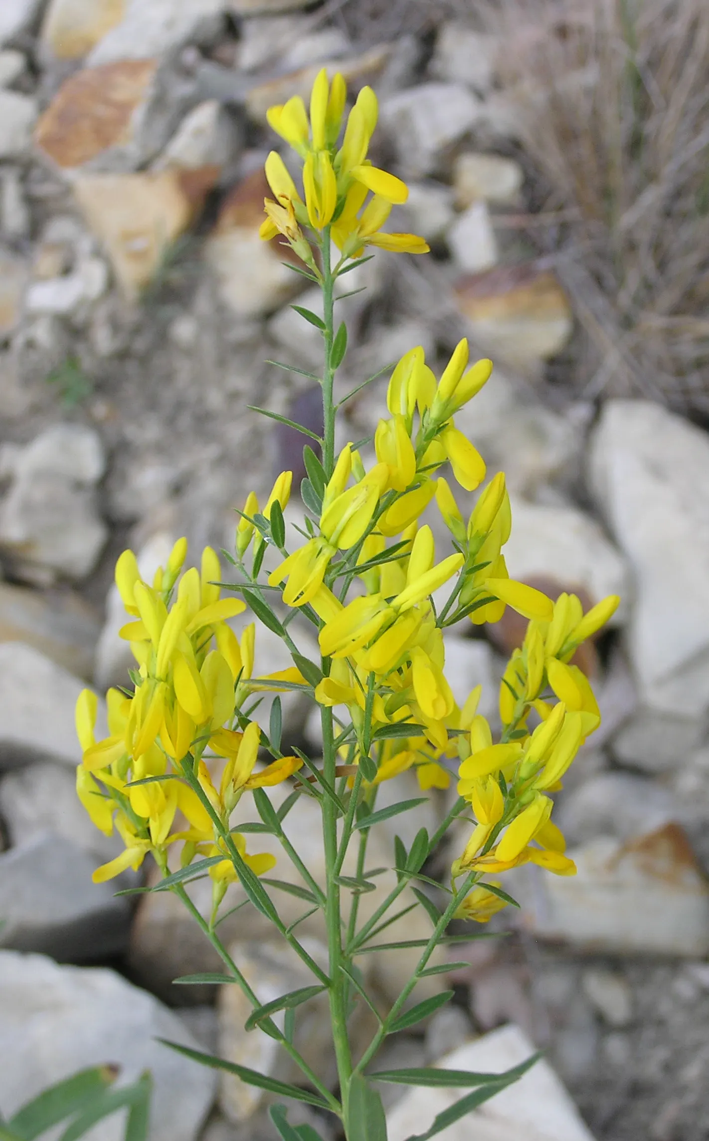 Woadwaxen (Genista Lydia) — making it an excellent choice for xeriscaped gardens or dry