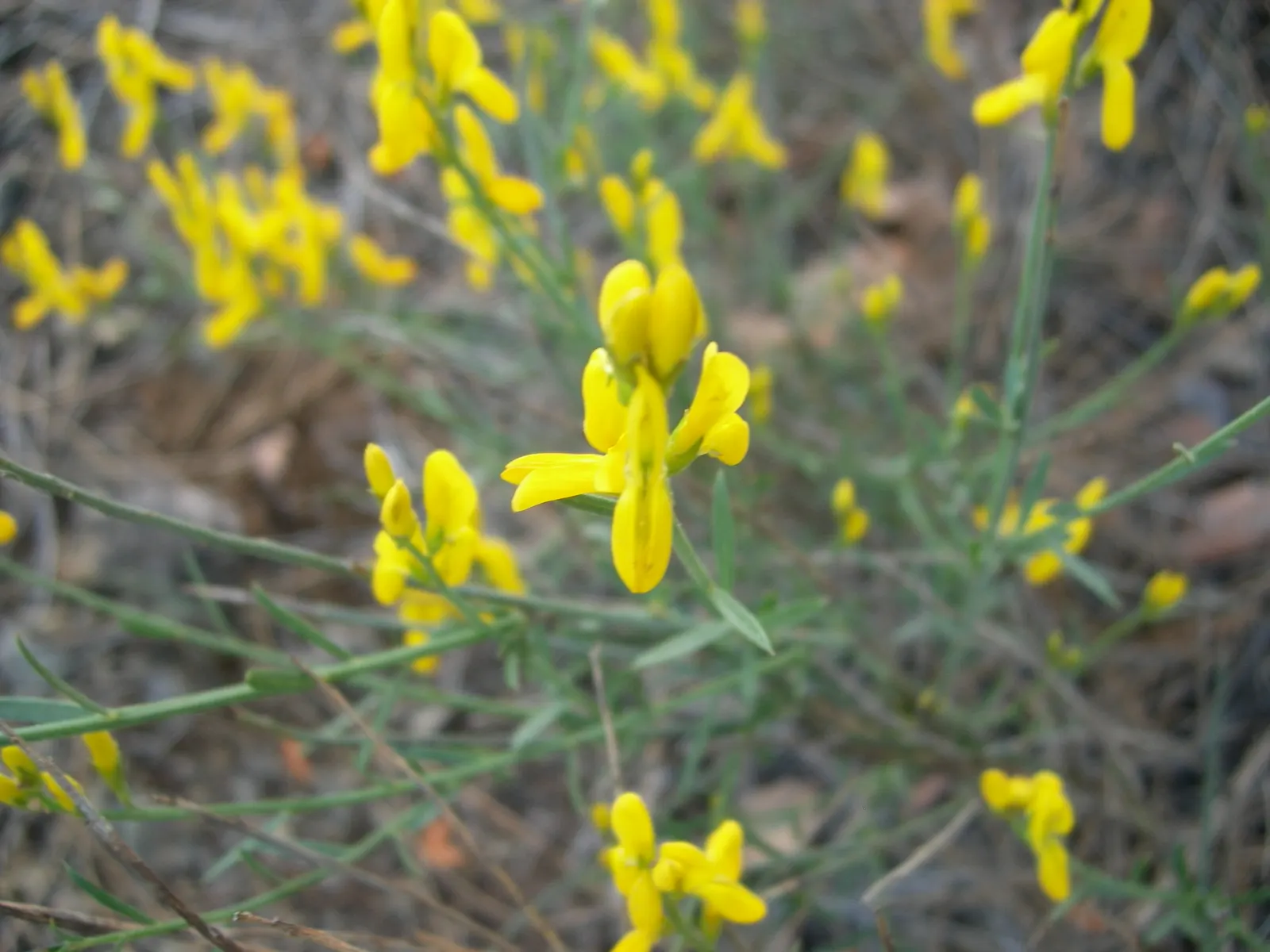 Woadwaxen (Genista Lydia) — though well-drained soil is preferable; which serve as an exquisite backdrop to its vivid yellow blooms, image 74