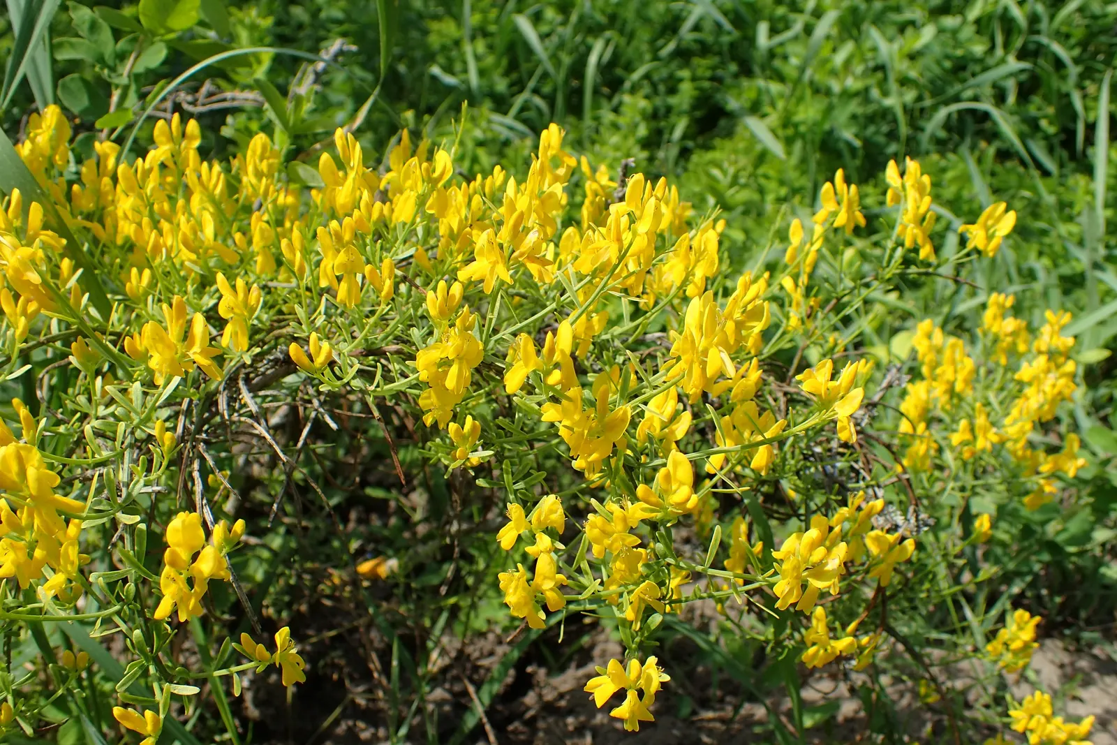 Woadwaxen (Genista Lydia) — Woadwaxen is an excellent choice to enchant visitors and provide a long-lasting; resilient presence in the garden