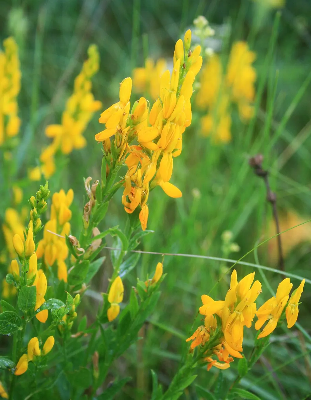 Woadwaxen (Genista Lydia) — which serve as an exquisite backdrop to its vivid yellow blooms; though well-drained soil is preferable