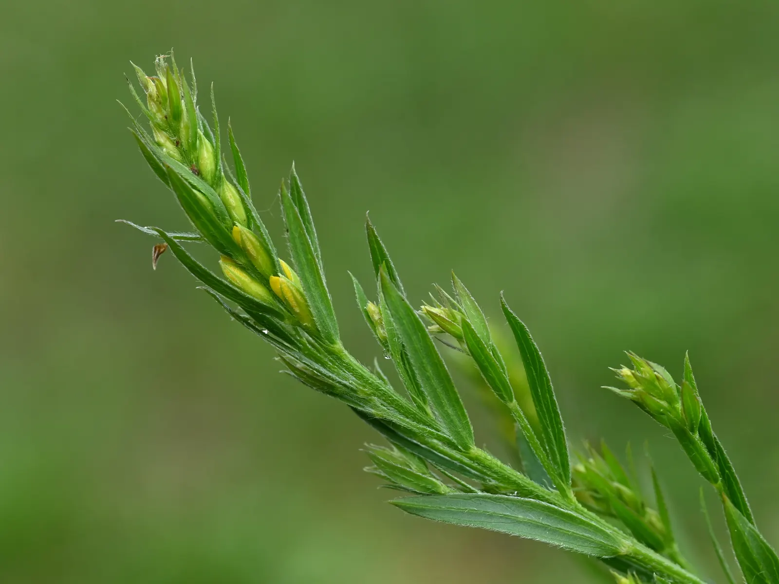 Woadwaxen (Genista Lydia) — Its fine-textured foliage adorns arching branches; resilient presence in the garden, image 60