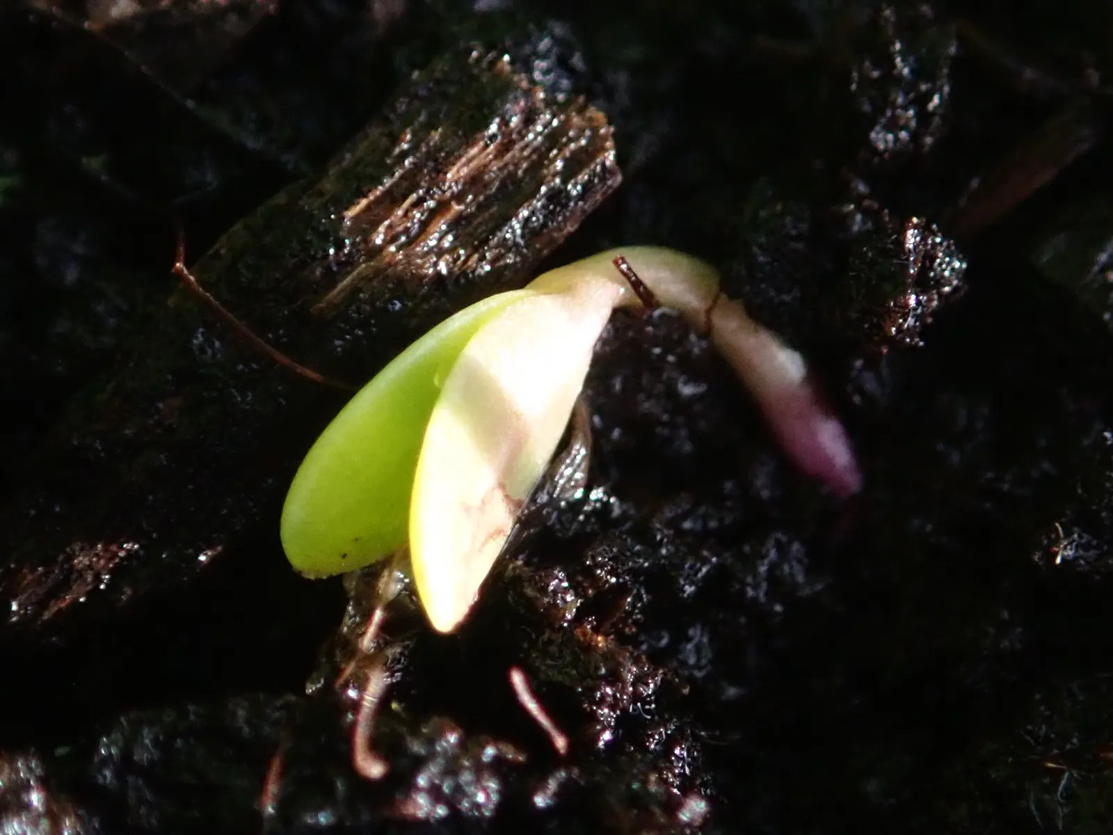Woadwaxen (Genista Lydia) — prefers full sun and well-drained soil; though well-drained soil is preferable, image 87