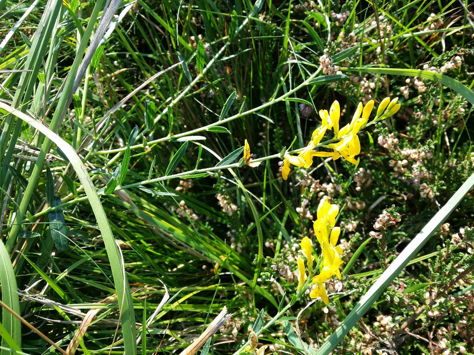 Woadwaxen (Genista Lydia) — the plant retains its dense; though well-drained soil is preferable, image 71