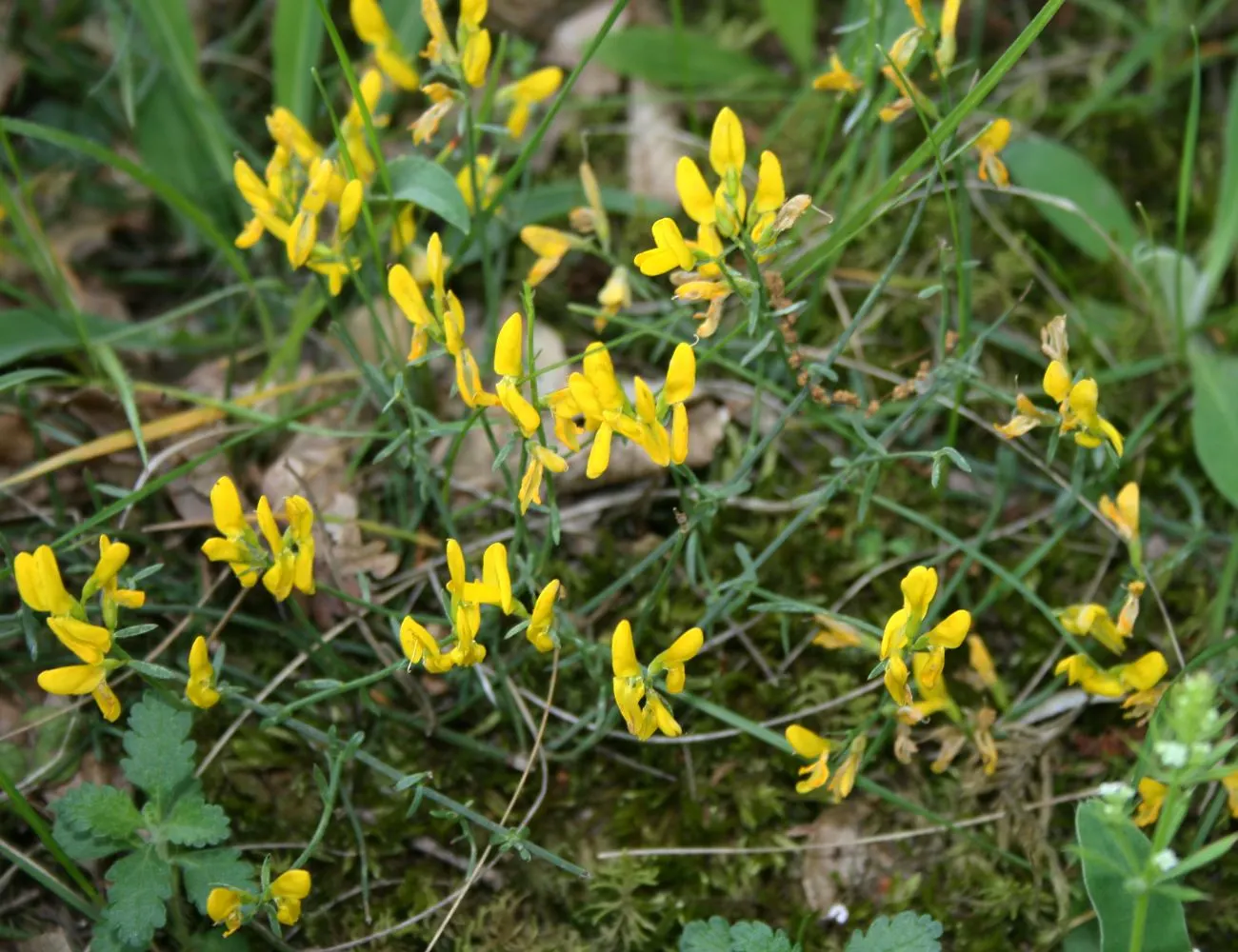 Woadwaxen (Genista Lydia) — resilient presence in the garden