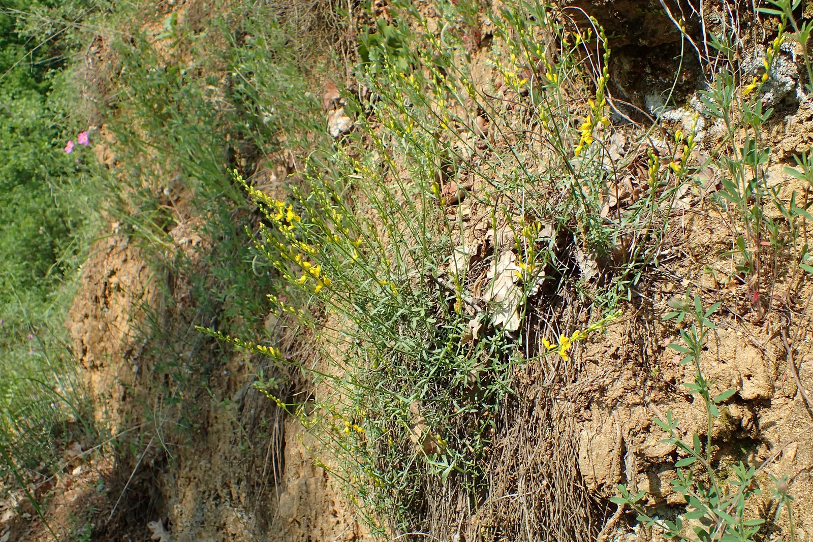 Woadwaxen (Genista Lydia) — As a low-maintenance addition to the landscape; though well-drained soil is preferable