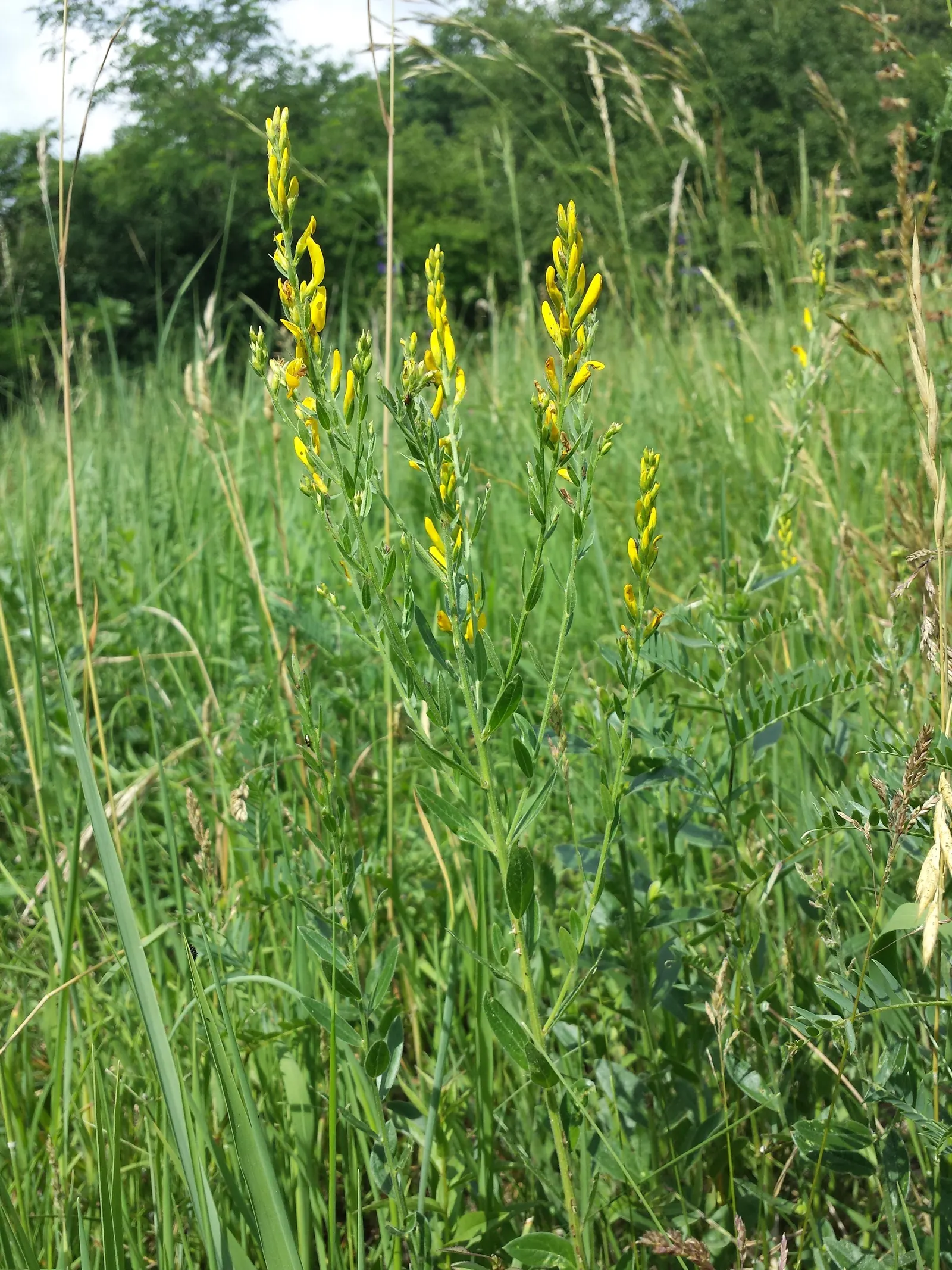 Woadwaxen (Genista Lydia) — often full-grown to a modest height of 1 to 2 feet; its fine-textured foliage adorns arching branches, image 93