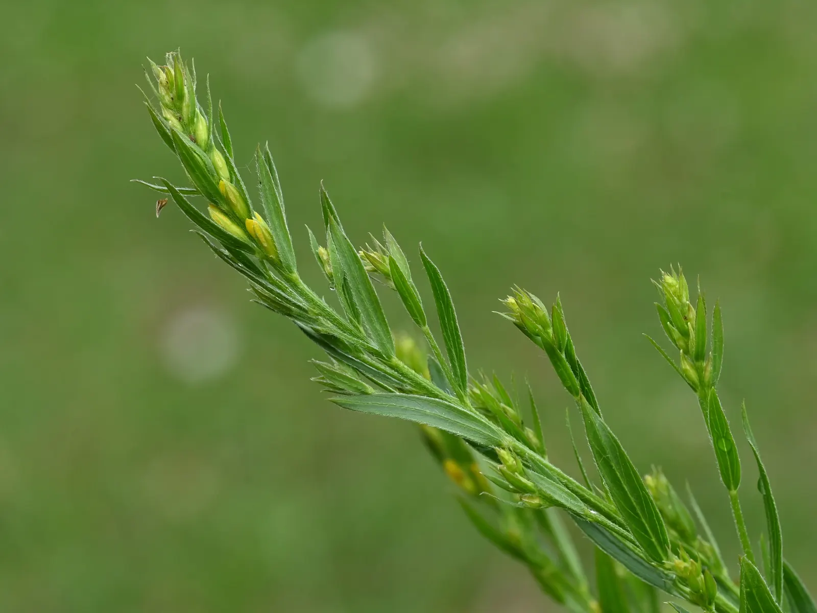 Woadwaxen (Genista Lydia) — Flowering primarily in late spring to early summer; resilient presence in the garden, image 68